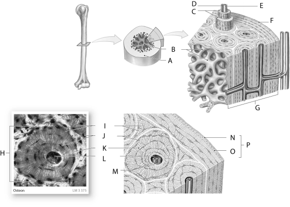 Figure 3.4     Using the figure above, identify the labeled part. -Label B: ______________________________