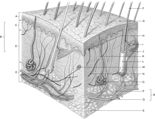 Figure 4.1     Using the figure above, identify the labeled part. -Label I: ______________________________