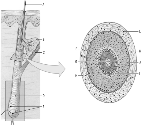 Figure 4.2     Using the figure above, identify the labeled part. -Label L: ______________________________