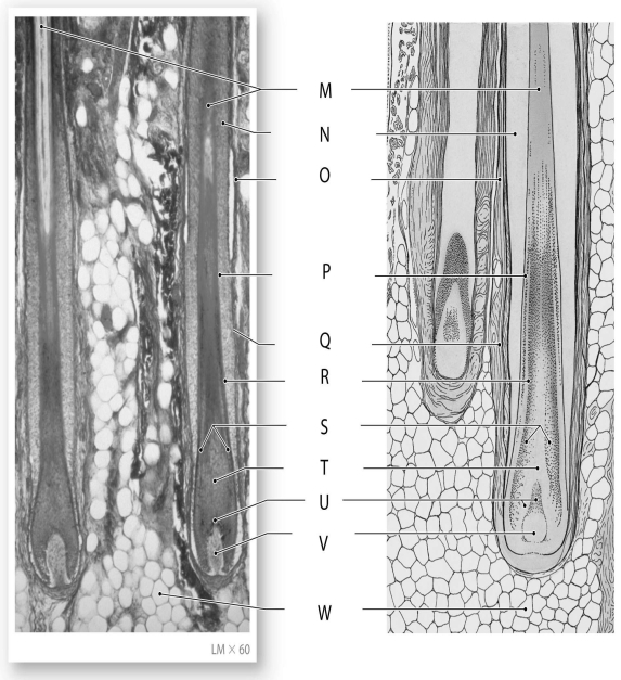 Figure 4.3     Using the figure above, identify the labeled part. -Label P: ______________________________