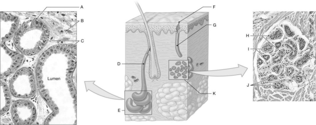 Figure 4.4     Using the figure above, identify the labeled part. -Label J: ______________________________
