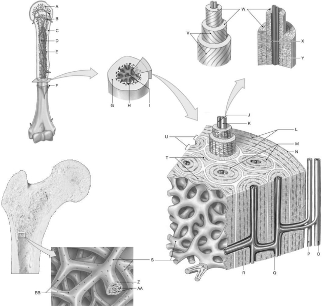 Figure 5.1     Using the figure above, identify the labeled part. -Label J: ______________________________