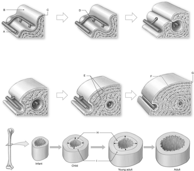 Figure 5.3     Using the figure above, identify the labeled part. -Label D: ______________________________