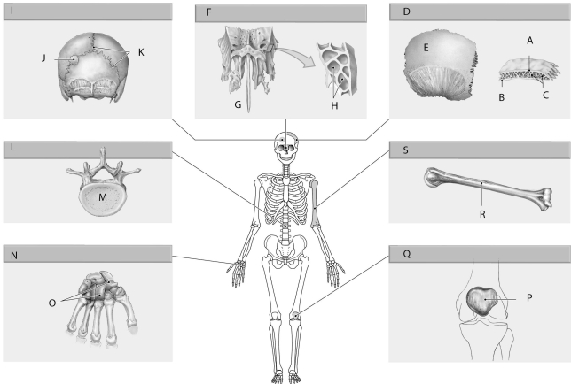 Figure 5.4     Using the figure above, identify the labeled items. -Label G: ______________________________