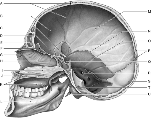 Figure 6.3     Using the figure above, identify the labeled part. -Label R: ______________________________