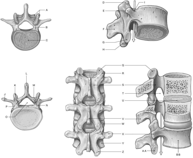 Figure 6.4     Using the figure above, identify the labeled part. -Label W: ______________________________