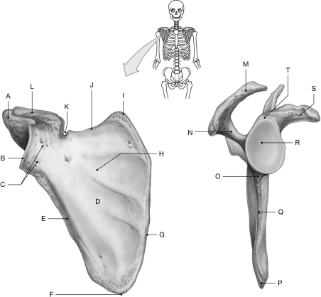 Figure 7.1     Using the figure above, identify the labeled part. -Label F: ______________________________