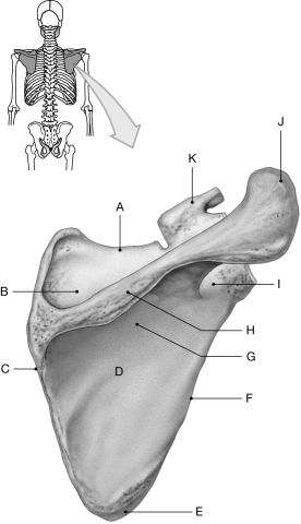 Figure 7.2     Using the figure above, identify the labeled part. -Label G: ______________________________
