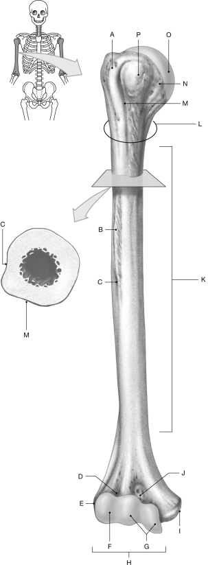 Figure 7.3     Using the figure above, identify the labeled part. -Label C: ______________________________