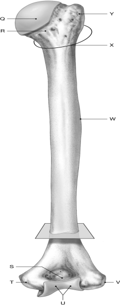 Figure 7.4     Using the figure above, identify the labeled part. -Label T: ______________________________