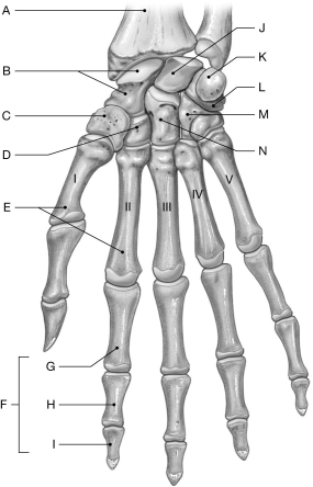 Figure 7.6     Using the figure above, identify the labeled part. -Label G: ______________________________