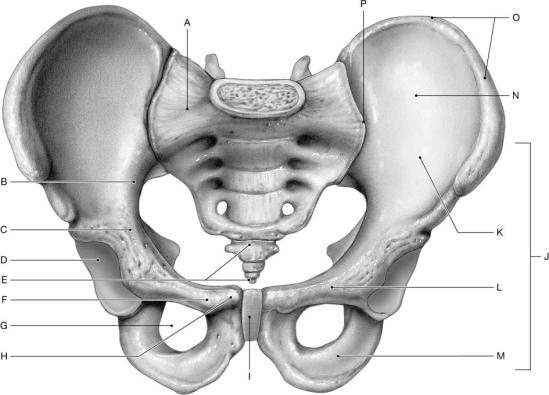 Figure 7.7     Using the figure above, identify the labeled part. -Label C: ______________________________