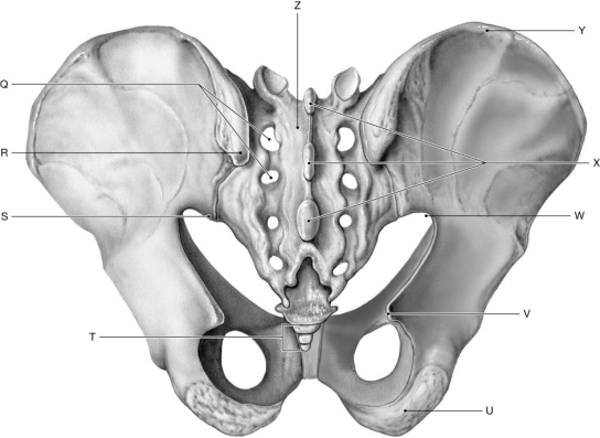 Figure 7.8     Using the figure above, identify the labeled part. -Label U: ______________________________