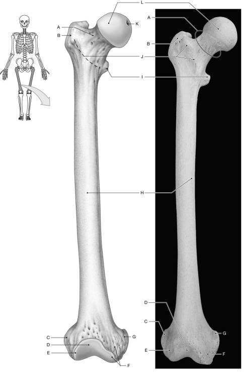 Figure 7.9     Using the figure above, identify the labeled part. -Label K: ______________________________