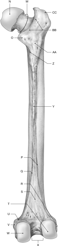 Figure 7.10     Using the figure above, identify the labeled part. -Label R: ______________________________