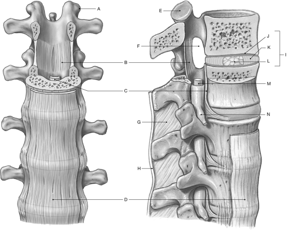 Figure 8.2     Using the figure above, identify the labeled part. -Label N: ______________________________