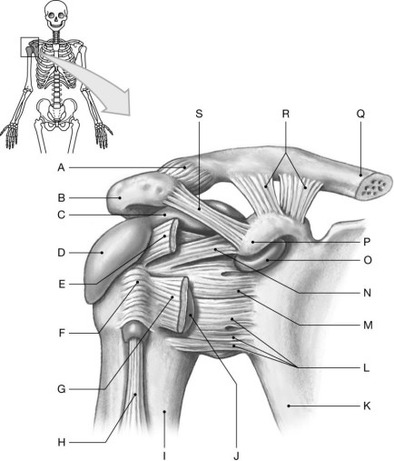 Figure 8.3     Using the figure above, identify the labeled part. -Label C: ______________________________