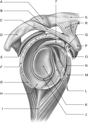 Figure 8.4     Using the figure above, identify the labeled part. -Label Q: ______________________________