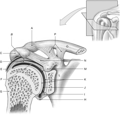Figure 8.5     Using the figure above, identify the labeled part. -Label H: ______________________________