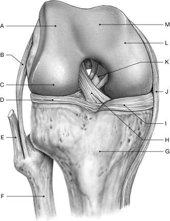 Figure 8.7     Using the figure above, identify the labeled part. -Label M: ______________________________