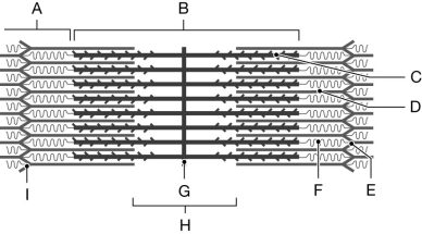 Figure 9.2     Using the figure above, identify the labeled part. -Label D: ______________________________