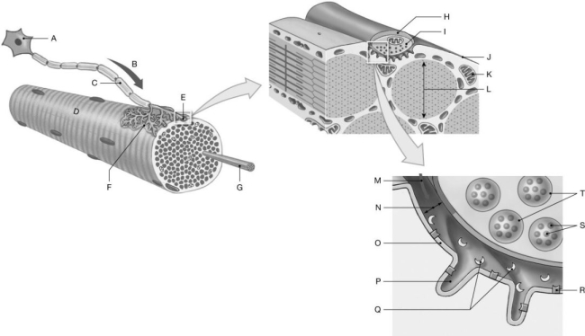 Figure 9.3     Using the figure above, identify the labeled part. -Label G: ______________________________