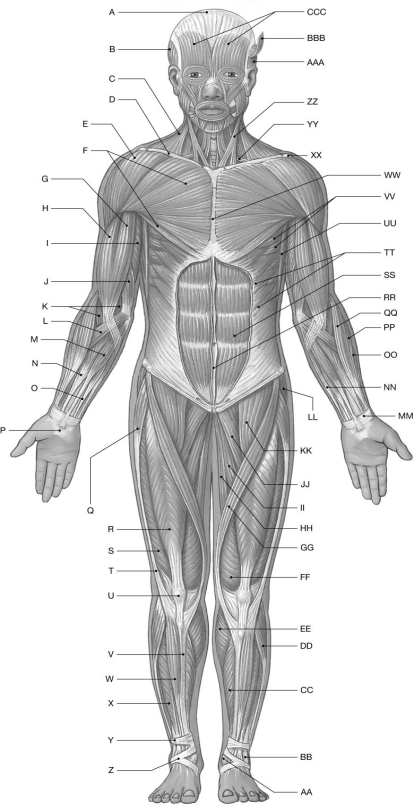 Figure 10.1     Using the figure above, identify the labeled part. -Label MM: ______________________________
