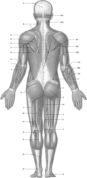 Figure 10.2     Using the figure above, identify the labeled muscles. -Label B: ______________________________