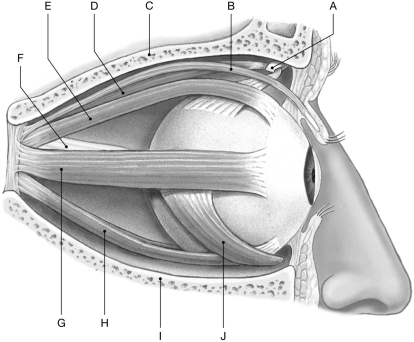 Figure 10.3     Using the figure above, identify the labeled part. -Label C: ______________________________