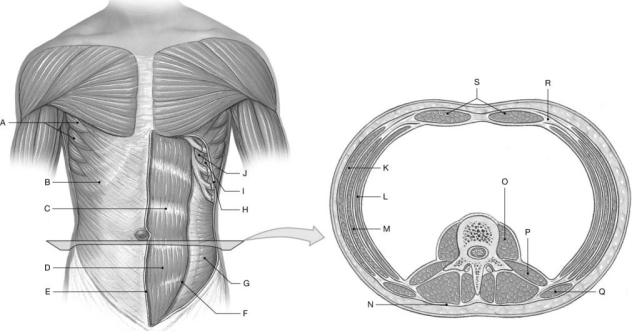 Figure 10.4     Using the figure above, identify the labeled part. -Label D: ______________________________