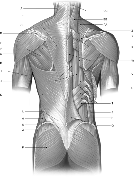 Figure 11.1     Using the figure above, identify the labeled part. -Label CC: ______________________________