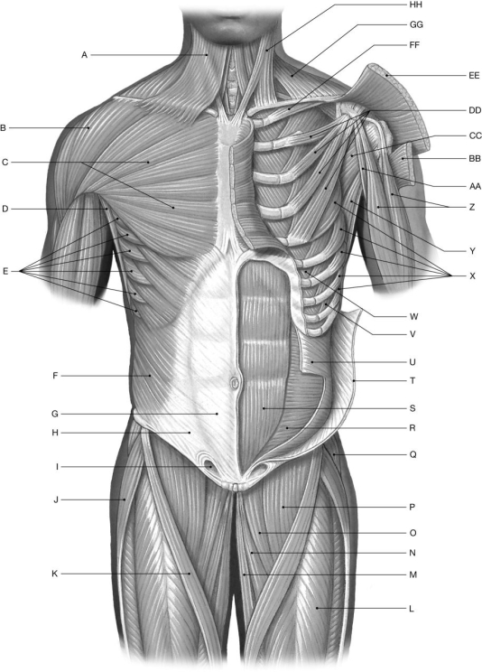 Figure 11.2     Using the figure above, identify the labeled part. -Label HH: ______________________________
