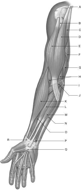 Figure 11.3     Using the figure above, identify the labeled part. -Label B: ______________________________