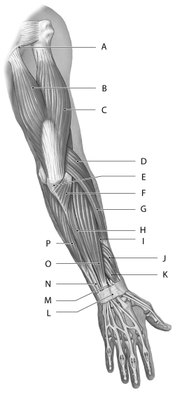 Figure 11.4     Using the figure above, identify the labeled part. -Label A: ______________________________