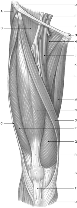 Figure 11.5     Using the figure above, identify the labeled part. -Label S: ______________________________