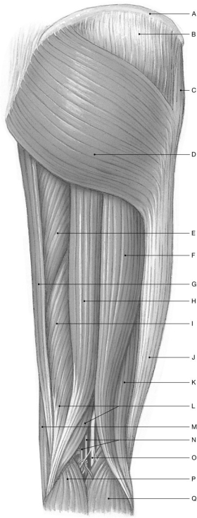Figure 11.6     Using the figure above, identify the labeled part. -Label B: ______________________________