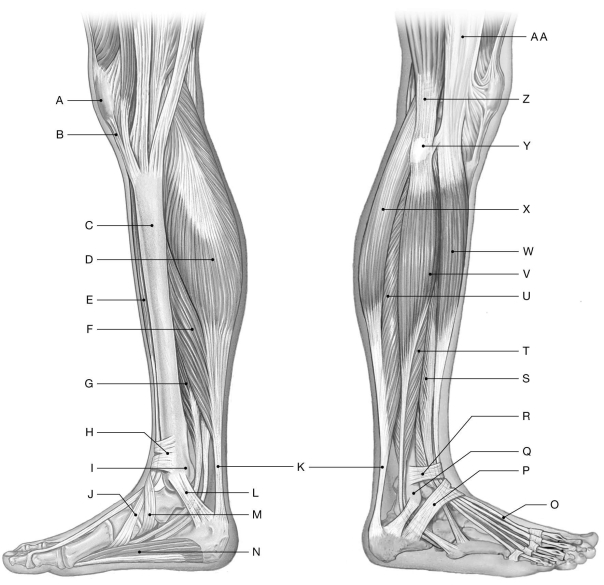 Figure 11.7     Using the figure above, identify the labeled part. -Label Q: ______________________________