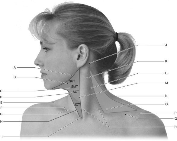 Figure 12.1   Using the figure above, identify the labeled part. Label A: ______________________________<div style=padding-top: 35px> 