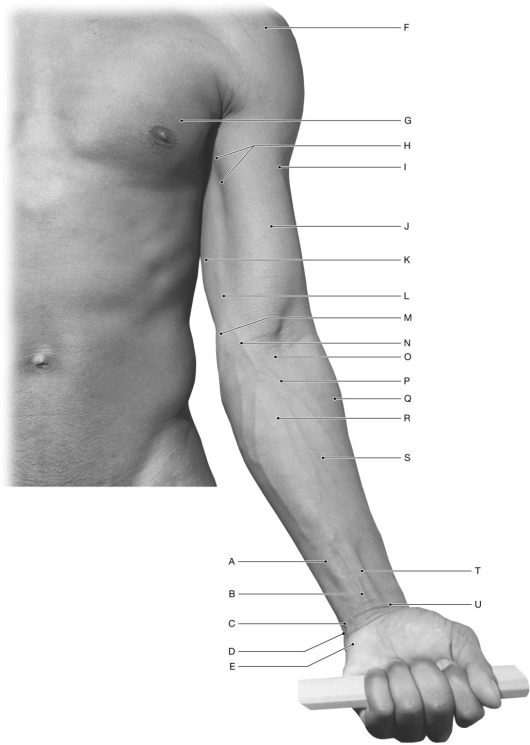 Figure 12.3     Using the figure above, identify the labeled part. -Label F: ______________________________