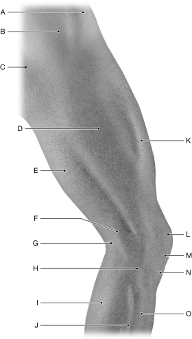 Figure 12.4     Using the figure above, identify the labeled part. -Label G: ______________________________