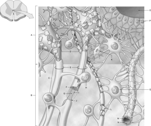 Figure 13.1     Using the figure above, identify the labeled part. -Label P: ______________________________