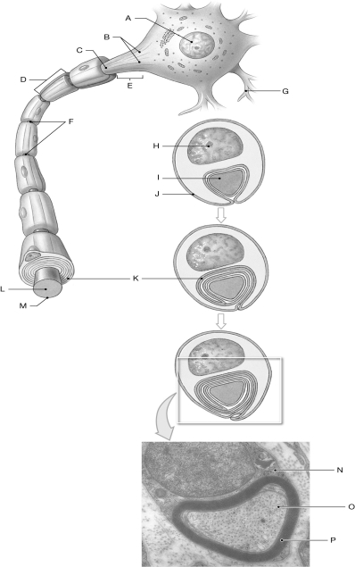 Figure 13.2     Using the figure above, identify the labeled part. -Label H: ______________________________