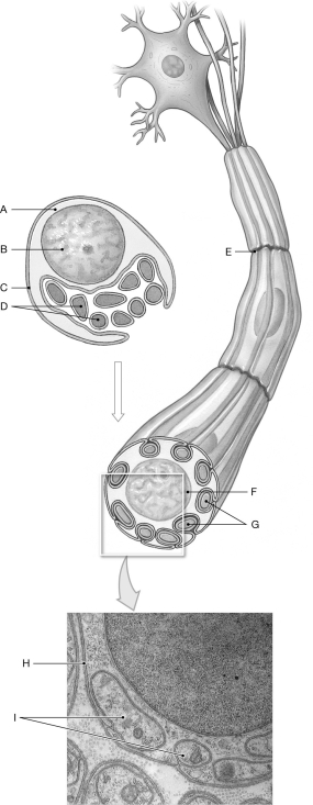 Figure 13.3     Using the figure above, identify the labeled part. -Label F: ______________________________