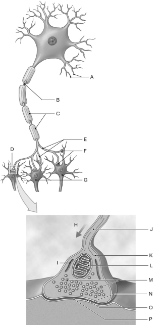 Figure 13.4     Using the figure above, identify the labeled part. -Label A: ______________________________