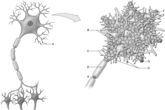Figure 13.5     Using the figure above, identify the labeled part. -Label G: ______________________________