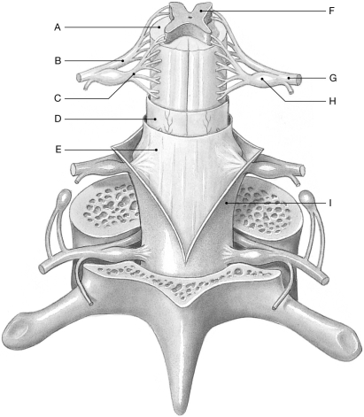 Figure 14.1     Using the figure above, identify the labeled part. -Label H: ______________________________