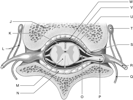 Figure 14.2     Using the figure above, identify the labeled part. -Label Q: ______________________________