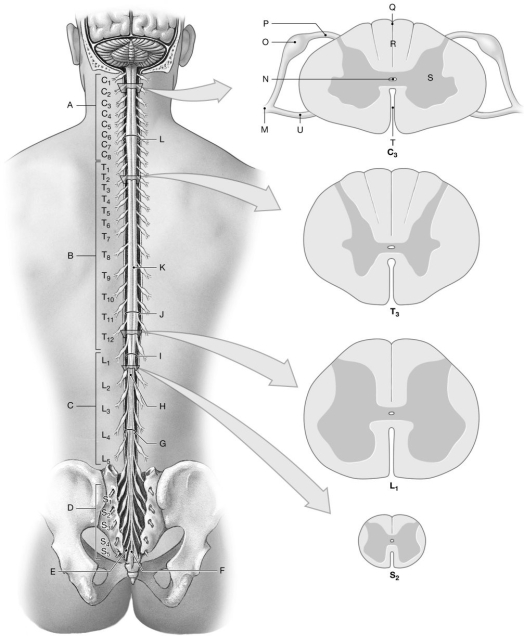 Figure 14.3     Using the figure above, identify the labeled part. -Label L: ______________________________