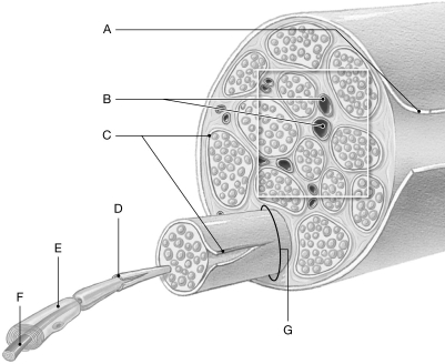 Figure 14.4     Using the figure above, identify the labeled part. -Label G: ______________________________