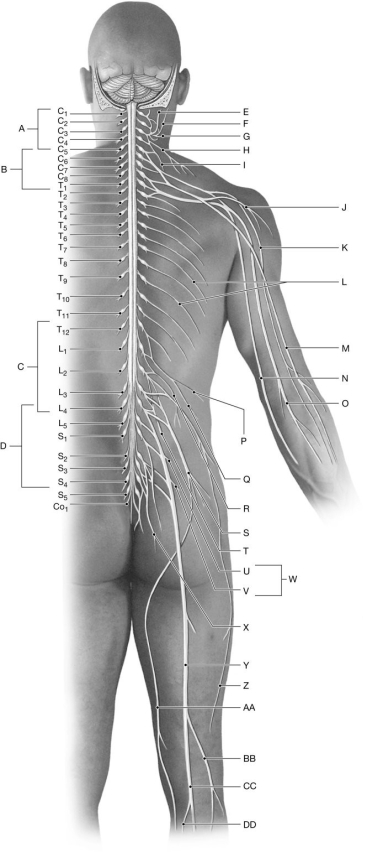 Figure 14.5     Using the figure above, identify the labeled part. -Label B: ______________________________